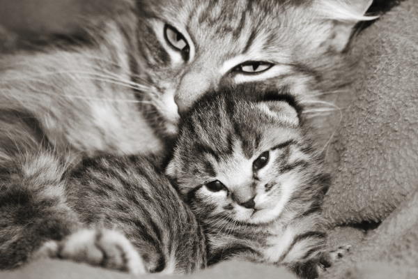feeding_cat fresh is best natural cat food
