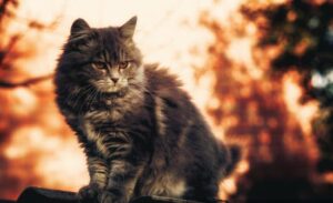 The Prey Animal Concept & Raw Food Diets - A cat perched on the hunt for its next meal.