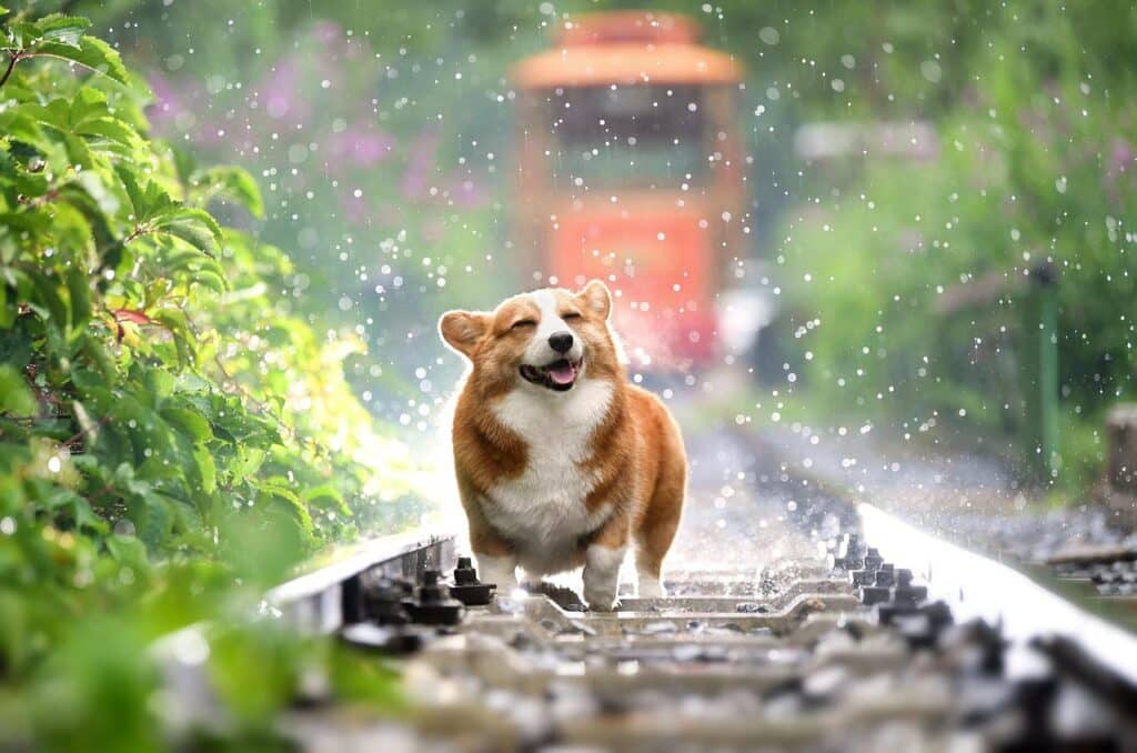 Health benefits of raw pet food for dogs and cats