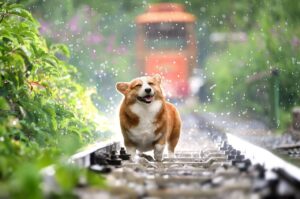 Health benefits of raw pet food for dogs and cats
