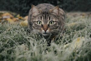 Raw Pet Food Diets Help Aid Pet Hydration