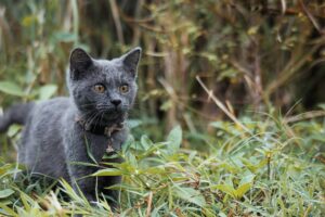 The Impact of Commercial Kibble and Food on Obligate Carnivores