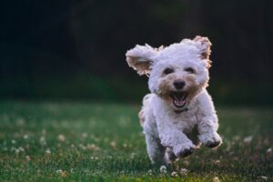 Raw pet food helps joints mobility in dogs and cats