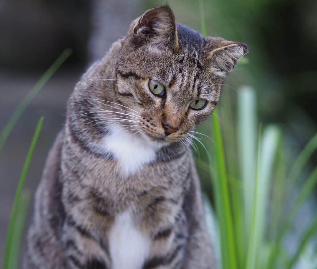 The Benefits of a Raw Pet Food Diet