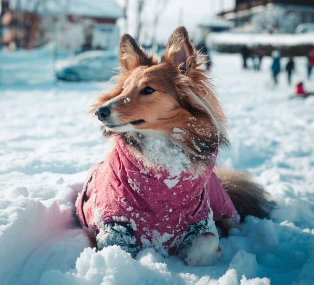 Fresh Is Best Freeze Dried Pet Food Nutrition