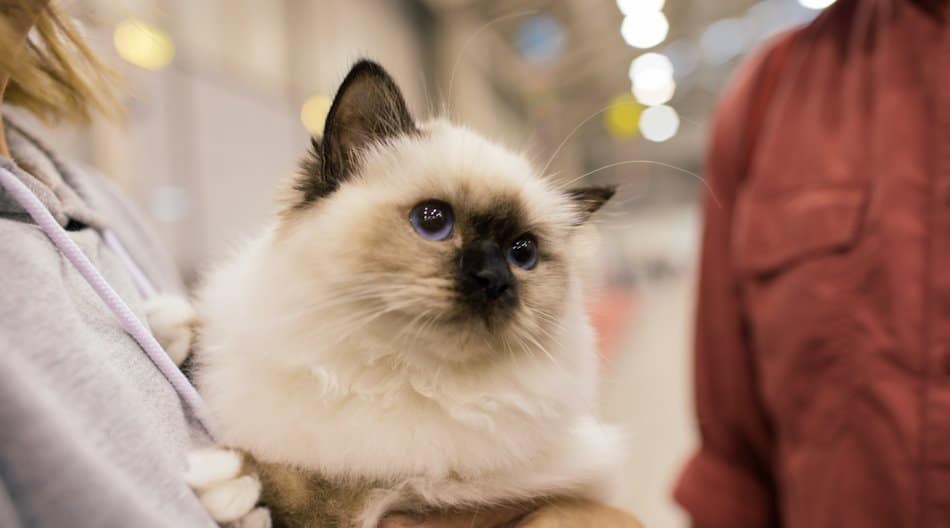 Feline Lamb Feeding Chart Fresh Is Best®