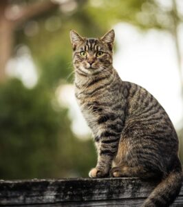 The of enzymes in raw cat food