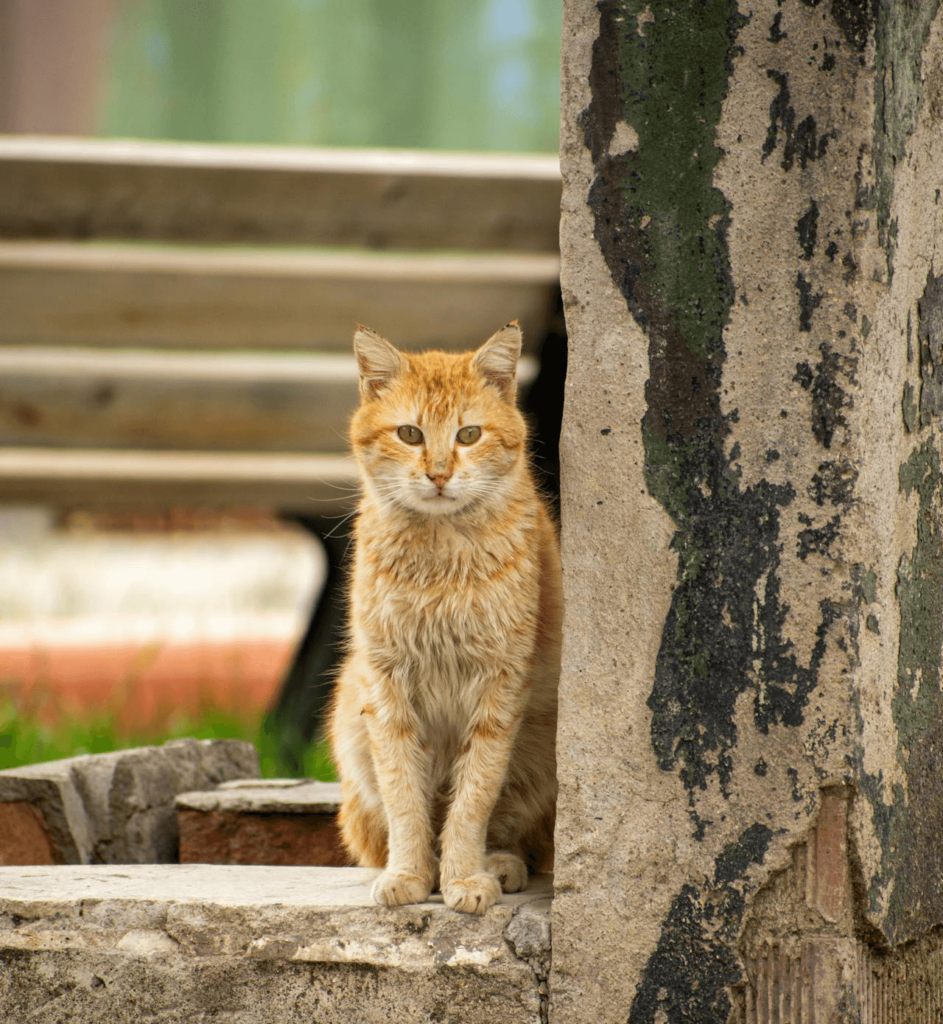 Outside Cat near tree healthy from freeze dried cat food.