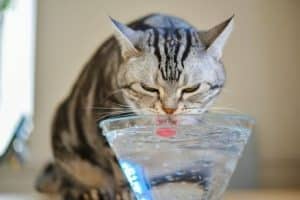 Cat lapping water from a clear glass bowl.