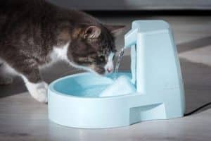 Cat drinking from an automatic blue water fountain indoors.