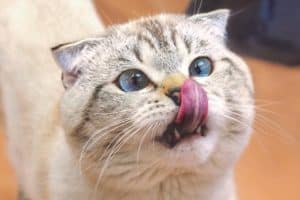 Cat licking its nose, which can be a subtle sign of dehydration.
