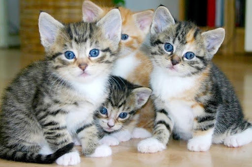 Healthy kittens that need proper hydration for growth and development.