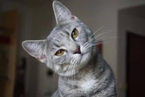 Gray cat tilting its head while showing signs of curiosity and alertness.