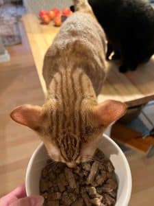 Orange tabby cat eating freeze-dried cat food from a white bowl.