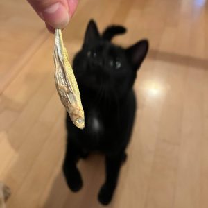 Black cat looking at a whole dried fish treat held by its owner.